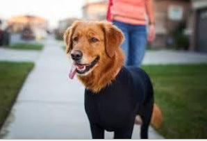 Alluring Four-Legged Elastic Pet Clothing For Autumn And Winter-3