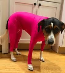 Alluring Four-Legged Elastic Pet Clothing For Autumn And Winter-4